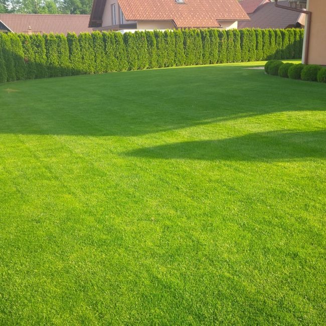 Gazon rulat sau seminte